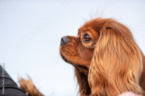 Portrait of a dog © Dyrefotografi.dk