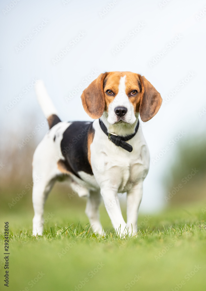 Portrait of a dog