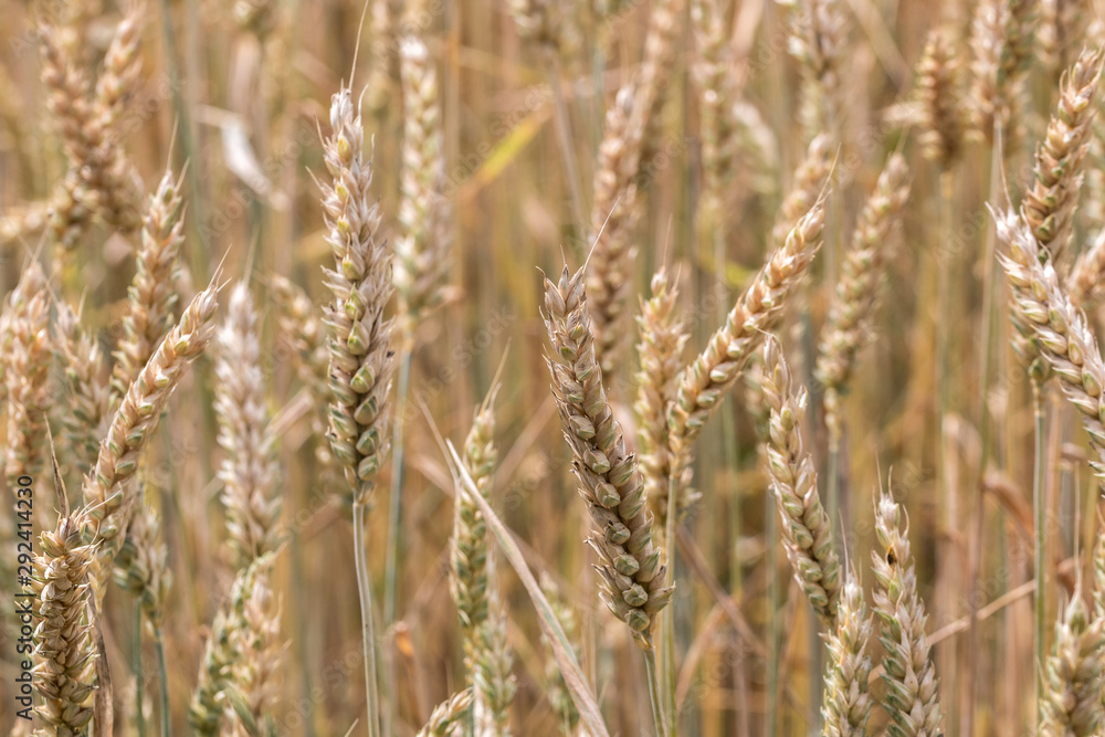 Fototapeta premium Big grainfields in the middle of the german countryside