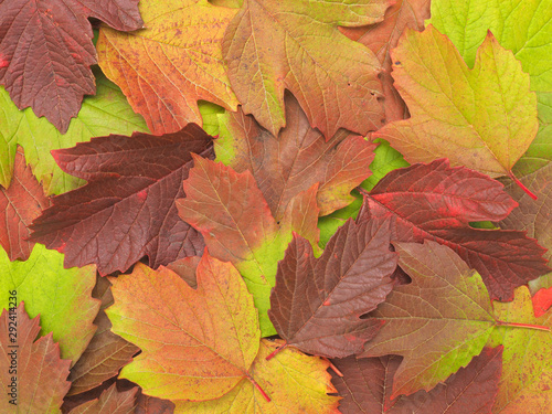 Fall of leaves in autumn. The leaves of the plant different colors. Low contrast background image