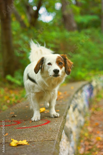 Quadro su tela Spitz Dackel JackRussel Mix Hund