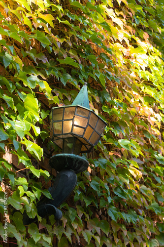 Iron lantern on a brick wall lots of green vegetation around it   