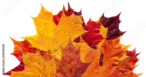 Maple leafs (Acer saccharum) isolated on a white background.