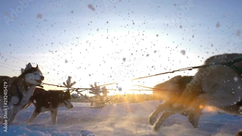 Dogs harnessed by dogs breed Husky pull sled with people, slow motion, Video loop