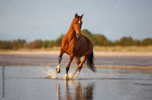 horse on the beach