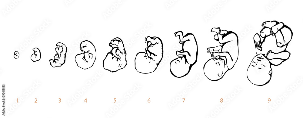The development of the fetus of the child. Vector drawing - obrazy, fototapety, plakaty 