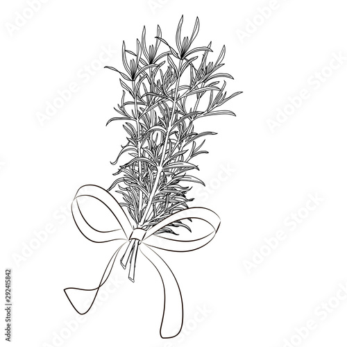 Rosmarinus officinalis aka rosemary sketch on elegant lace background. Aromatherapy series. Great for traditional medicine, perfume design, cooking or gardening.