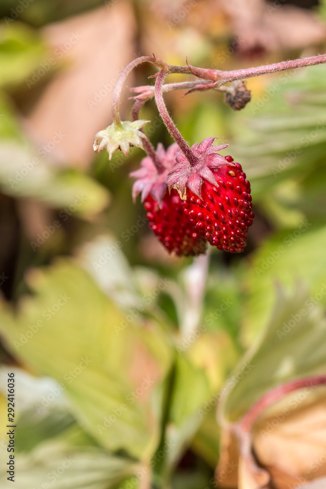 Tiny red strawberries and green leaves in the green garden Tiny red strawberries and green leaves in the green garden