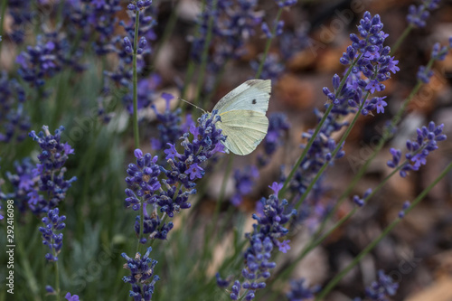 Butterfly on violet flower on the green field of the park