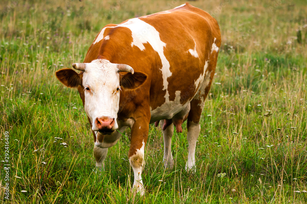 Cow is a home producer of milk in the pasture. Cow is a home producer of milk in the pasture.