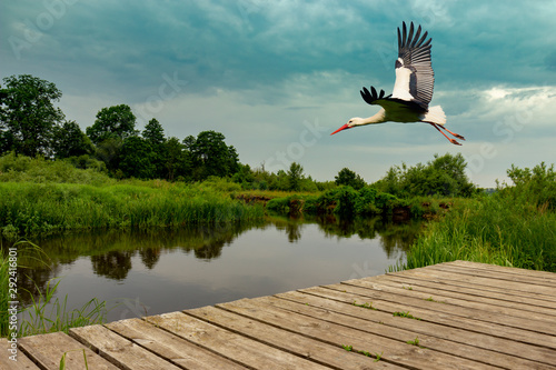 Stork flying over the riverbed.