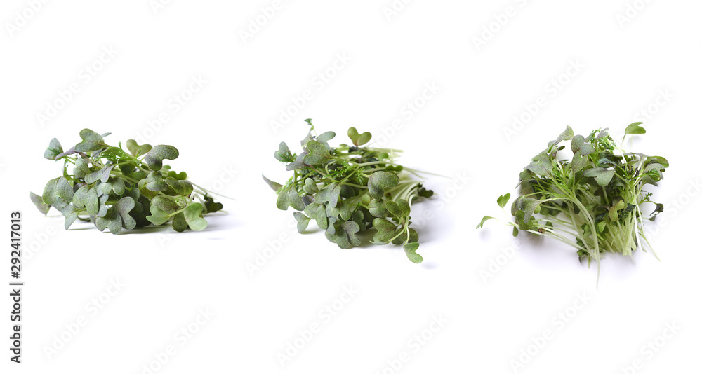 Fototapeta premium mizuna micro green