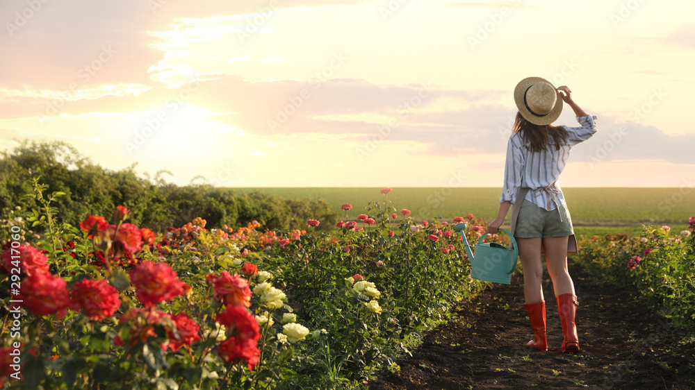 Woman with watering can walking near rose bushes outdoors. Gardening tool Woman with watering can walking near rose bushes outdoors. Gardening tool