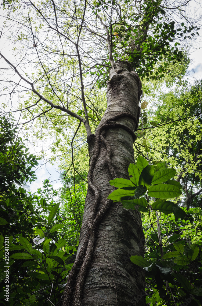 Fototapeta premium Vertical view of a tree surrounded by a vine and natural dense vegetation in the Iguazu wild tropical jungle, Argentina