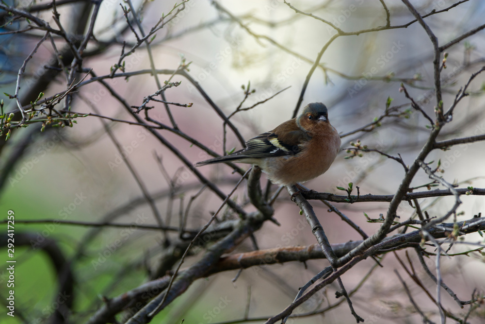 Chaffinch (Fringilla coelebs) Chaffinch (Fringilla coelebs)