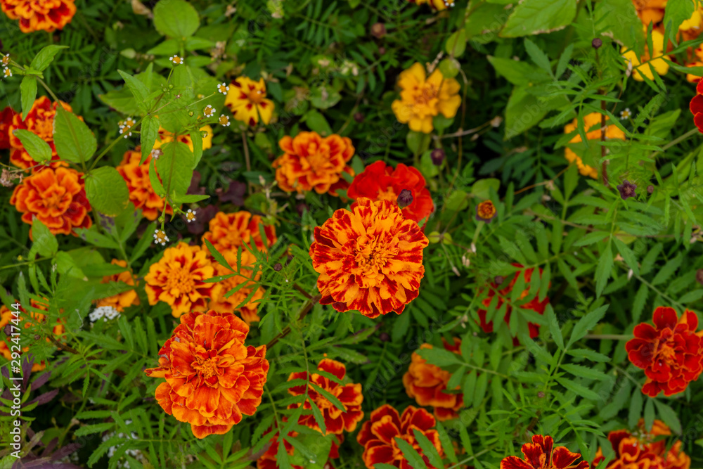  marigold flowers