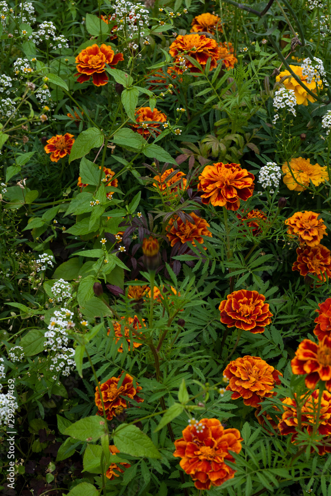  marigold flowers