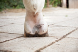 Pferd Mit Mauke in der Fessel, Hautkrankheit Gesundheit