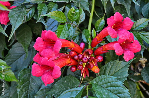 Red tecoma flowers branch in garden photo