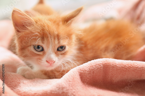 Cute little red kitten on pink blanket