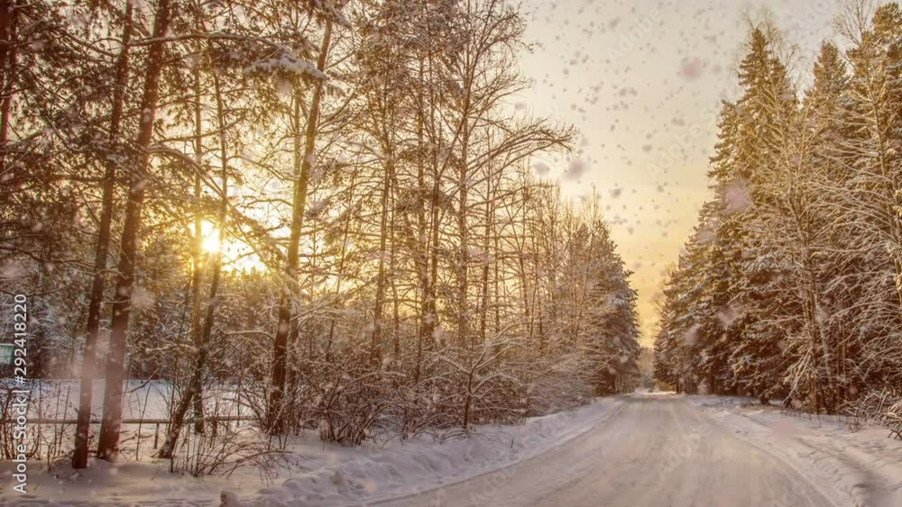 Soft snowfall in the winter snowy forest, evening winter landscape, spruce branch in the snow Soft snowfall in the winter snowy forest, evening winter landscape, spruce branch in the snow