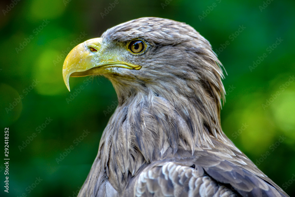 Obraz premium Adler Profil Seite