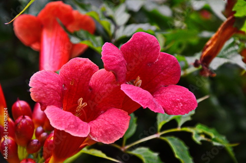 Red tecoma flowers branch in garden photo