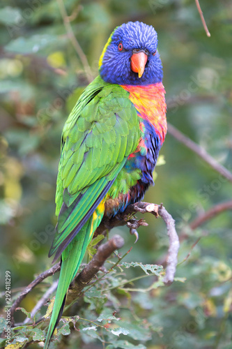 Rainbow lorikeet (Allfarblori, Trichoglossus haematodus) 