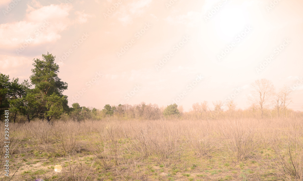 Evening sunset over a field of dry trees. Evening sunset over a field of dry trees.