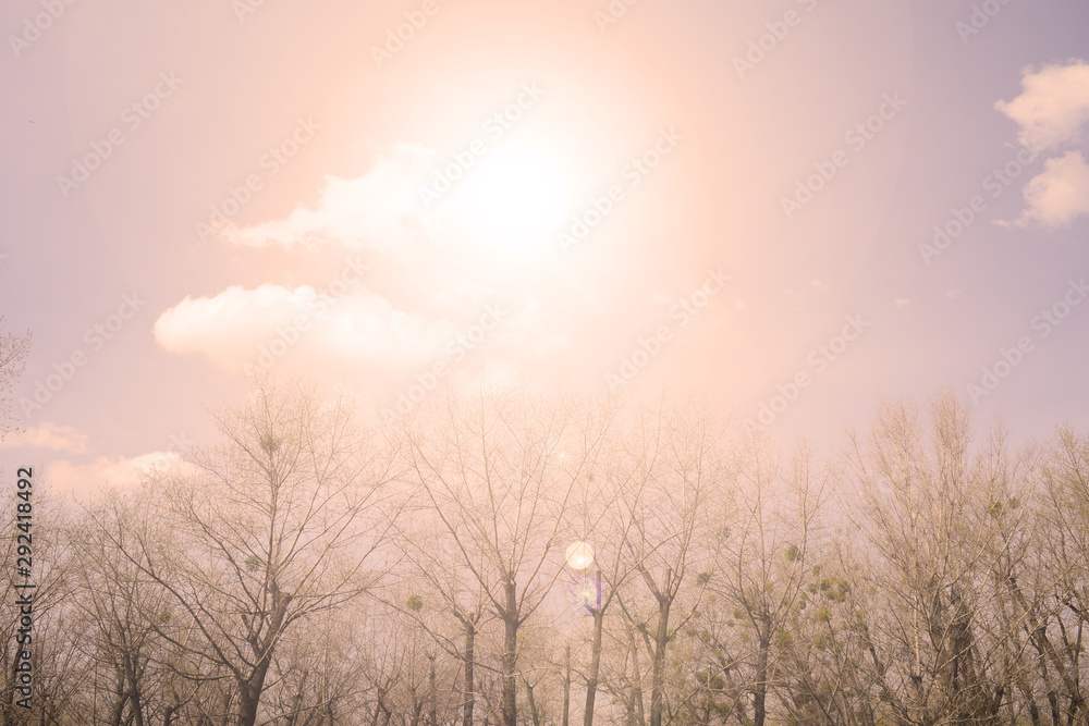 Evening sunset over the dry branches of trees. Evening sunset over the dry branches of trees.