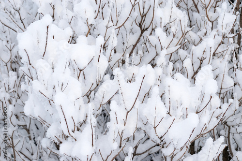 Winter background. Snowy tree texture. Branches covered by a thick layer of fresh white snow
