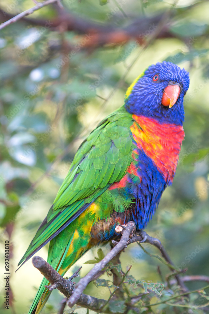 Rainbow lorikeet (Allfarblori, Trichoglossus haematodus) Rainbow lorikeet (Allfarblori, Trichoglossus haematodus)