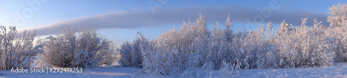 Winter panorama. Different town park trees and bushes covered by snow, the blue sky and a long cloud on a frosty sunny day