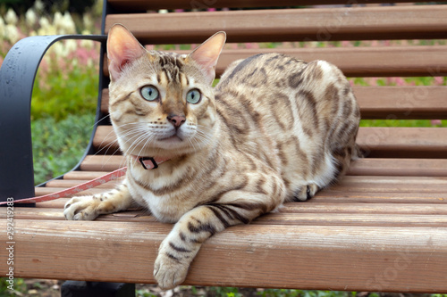 Bengal cat breed on a walk in the park © Anna