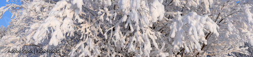 Winter nature panorama. Snowy tree. Branches covered by a thick layer of fresh white snow on a sunny day © ed2806