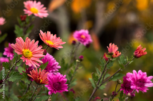 Blooming beautiful soft pink chrysanthemums in the garden, autumn flowers, background