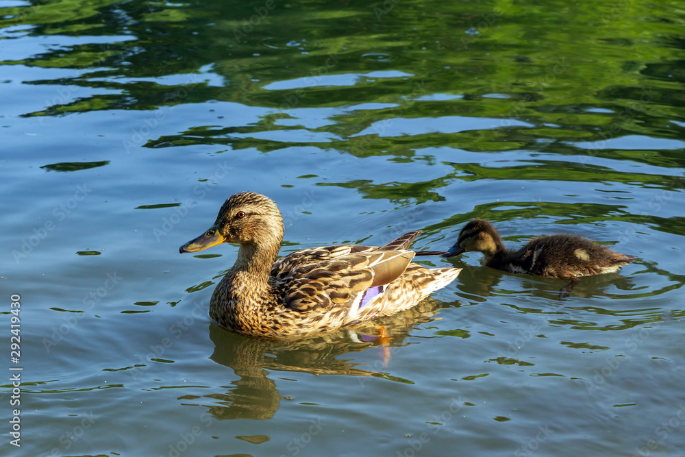 Mallard duck (lat. Anas platyrhynchos) with small ducklings in a pond Mallard duck (lat. Anas platyrhynchos) with small ducklings in a pond