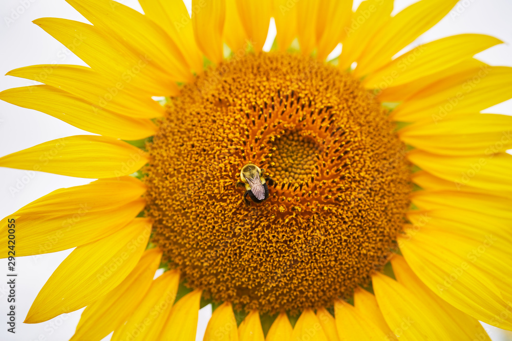 Naklejka premium sunflower and bee