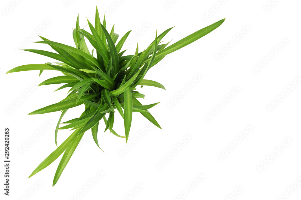 Green leaves of chlorophytum plant isolated on white background. Top view. Copy space 