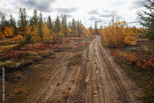 Scattered road in the forest-tundra. Autumn in the tundra. Autumn forest. The leaves of the grass and the trees turned yellow and turned red. Autumn scenery.