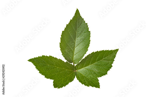 Green BlackBerry leaf on isolated white background.
