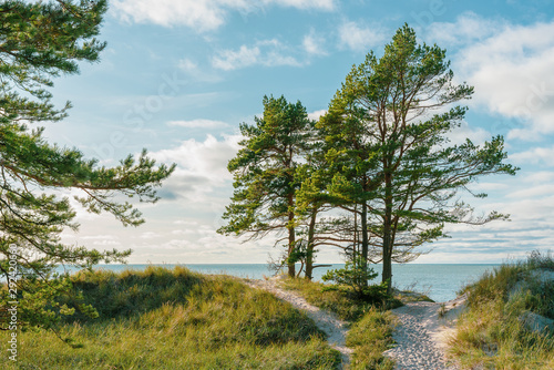 Beautiful forest landscape by the sea.