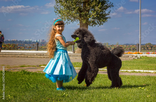 a girl in a blue dress dressed up in a malvina walks a royal black poodle and plays with him in the summer park photo