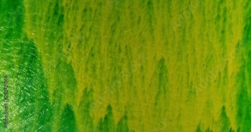 Heavy Polluted Ocean Blooming With Cyanobacteria photo