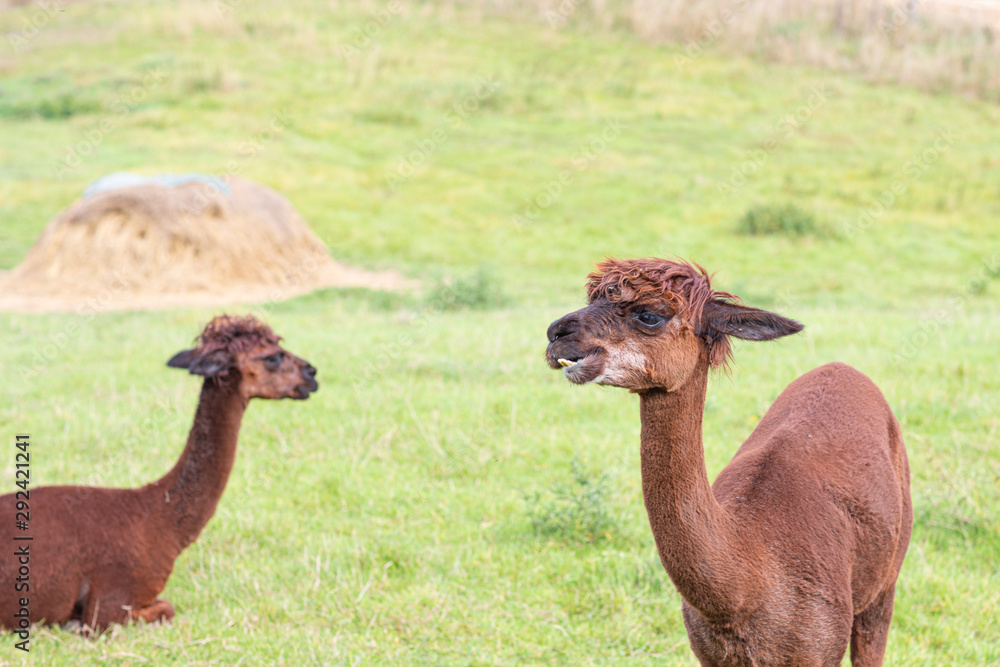Fototapeta premium a brown shorn alpaca stands on a meadow and looks into the camera