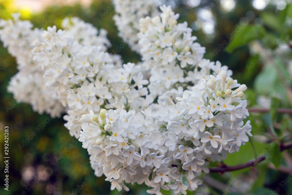 flowering branch of white lilac (lat. Syringa vulgaris) flowering branch of white lilac (lat. Syringa vulgaris)