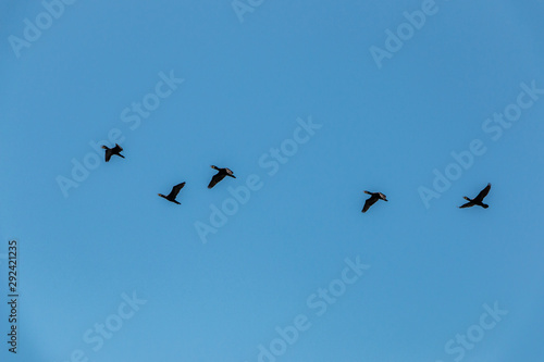 Group of big black cormorants flying in the air