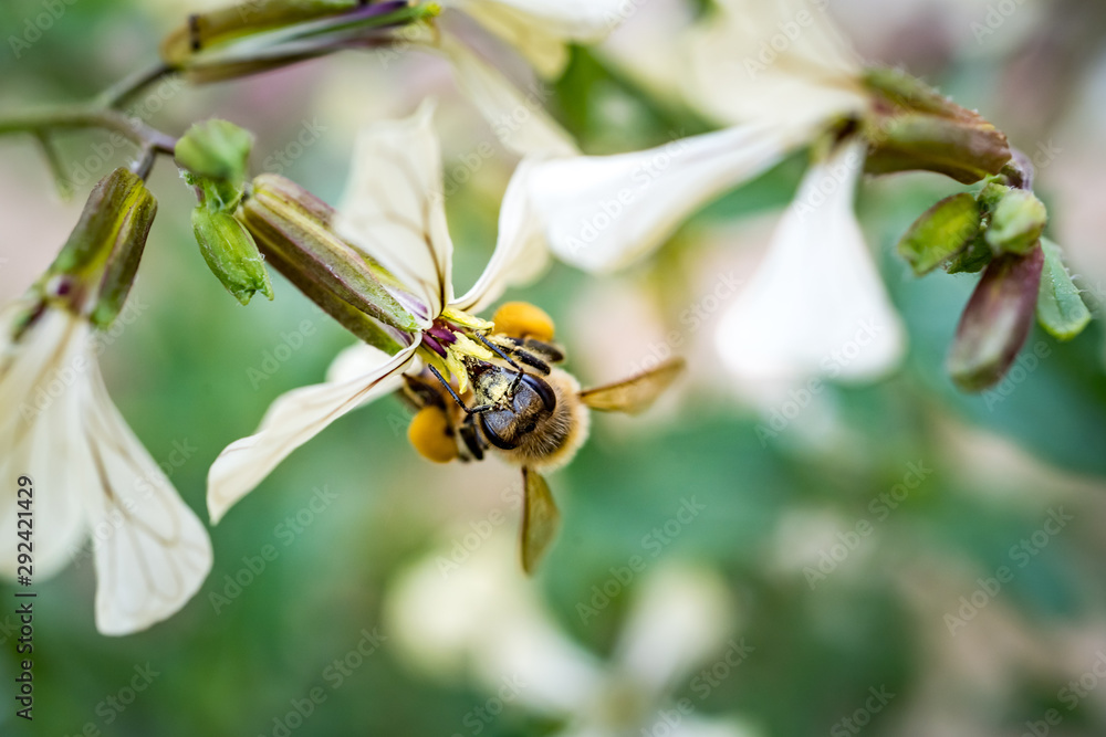 Bee in flower Bee in flower