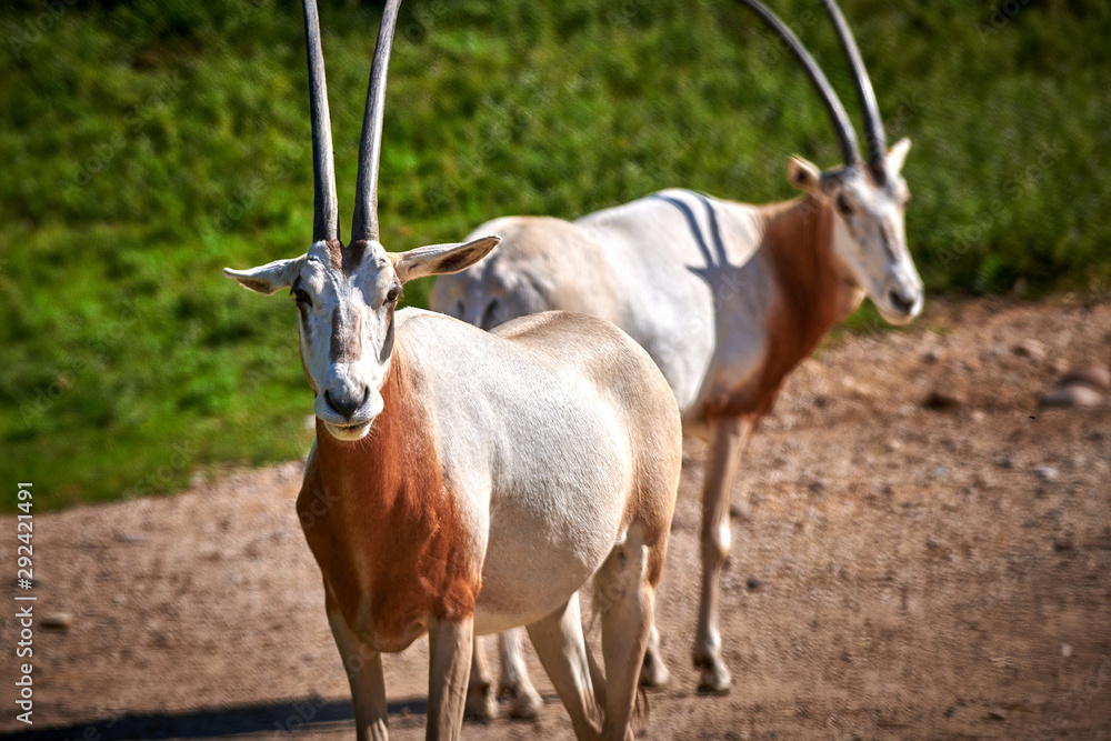Scimitar-Horned Oryx (Oryx dammah) Scimitar-Horned Oryx (Oryx dammah)
