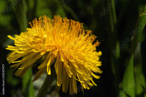 dandelion yellow flower (lat. Taraxacum)